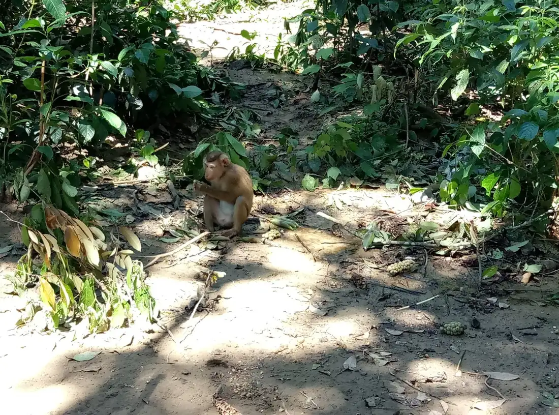 A macaque in the rehabilitation enclosure at the Botanic Garden.